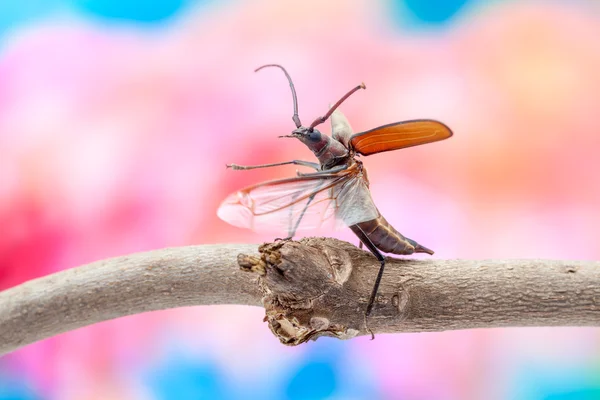 Escarabajo volador —  Fotos de Stock