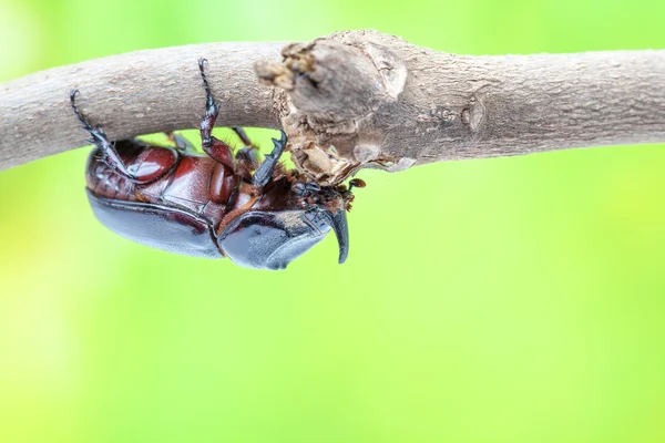 カブトムシ — ストック写真