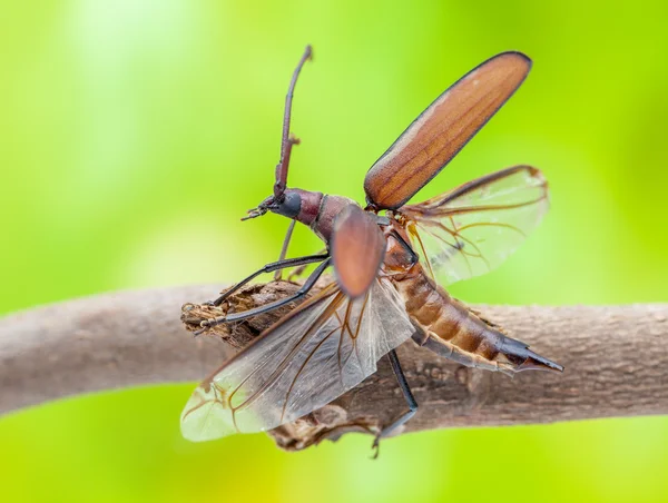 Escarabajo volador —  Fotos de Stock