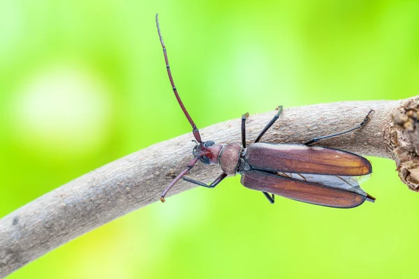 Escarabajo volador — Foto de Stock