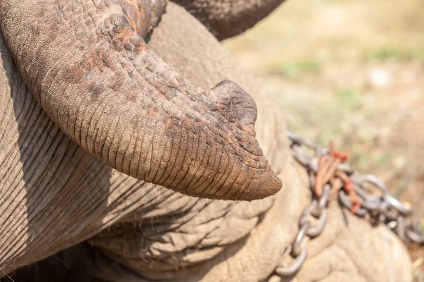 Der Rüssel eines Elefanten — Stockfoto