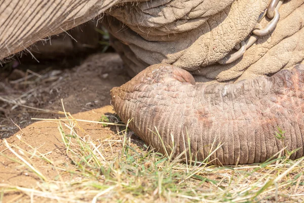 Le tronc d'un éléphant — Photo