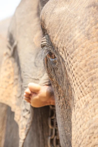 Ojo de elefante — Foto de Stock