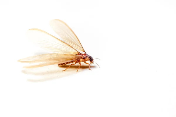 Winged Termites — Stock Photo, Image