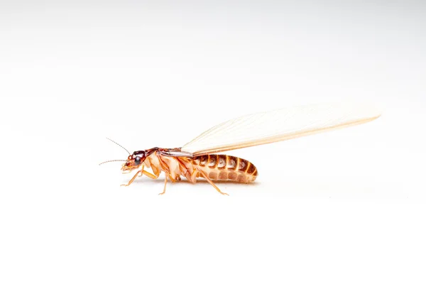 Winged Termites — Stock Photo, Image