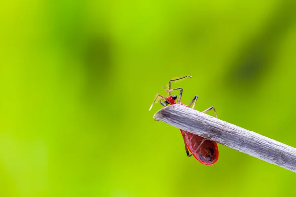 Käfer — Stockfoto