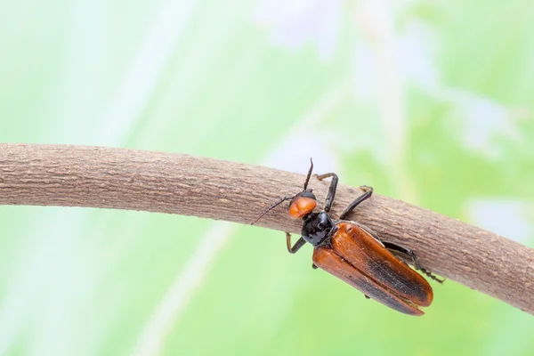 Escarabajo — Foto de Stock