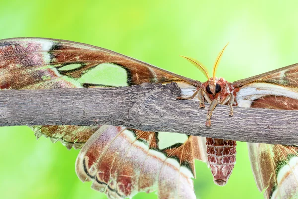 Атлас Attacus — стокове фото