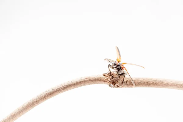 Beetle — Stock Photo, Image