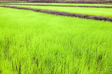 pirinç tarlaları