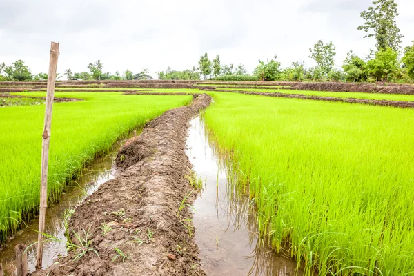 Fußweg in den Reisfeldern — Stockfoto