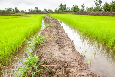 patika pirinç alanları