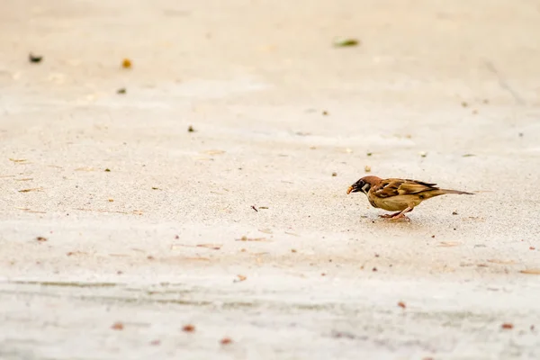 Sparrow se termitů — Stock fotografie