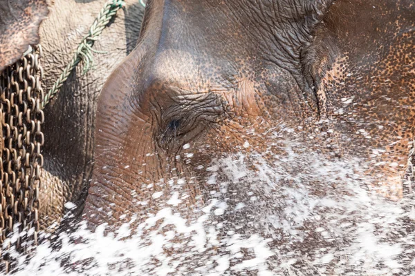 Pulvérisation d'eau d'un éléphant — Photo