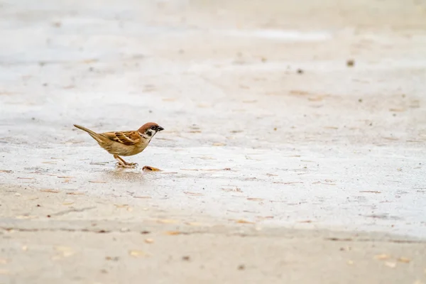 Sparrow with termite — Stock Photo, Image