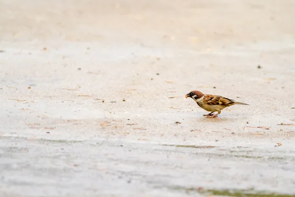 Sparrow whit termite — Stock Photo, Image