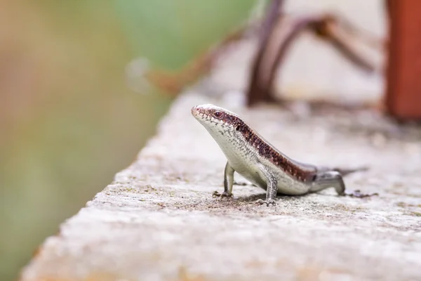 Salamander står högt — Stockfoto