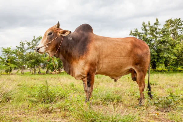 Toro di vacca tailandese — Foto Stock