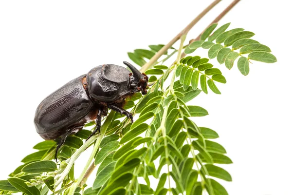 Rhinoceros beetle op de tak — Stockfoto