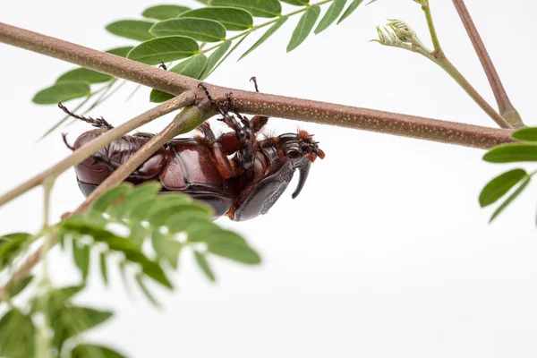 Rhinoceros beetle op de tak — Stockfoto