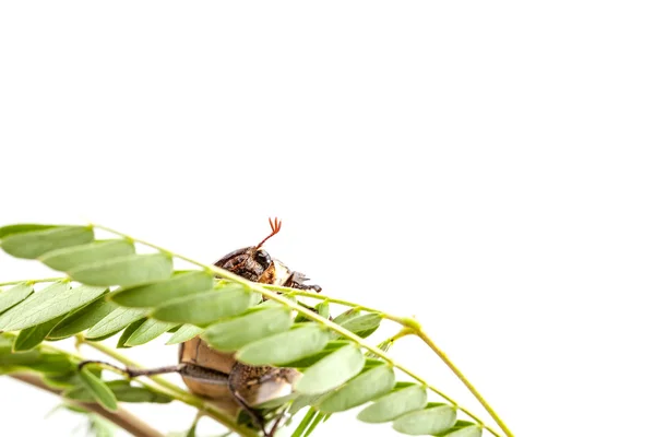 Käfer auf dem Ast — Stockfoto