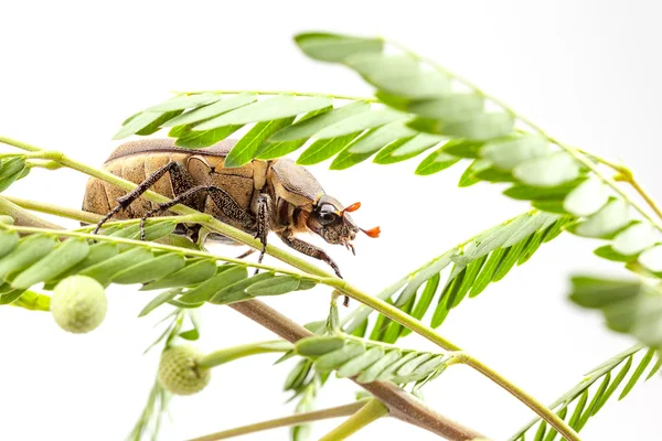 Beetle on the branch — Stock Photo, Image