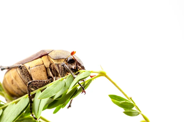 Escarabajo en la rama — Foto de Stock