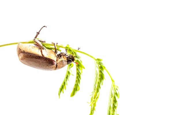 Käfer auf dem Ast — Stockfoto