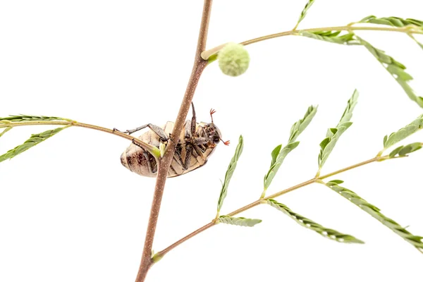 Escarabajo en la rama — Foto de Stock