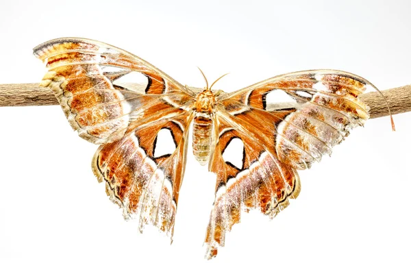 Attacus atlas — Stock fotografie