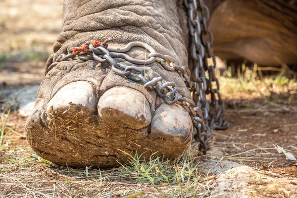 Pierna de un elefante — Foto de Stock