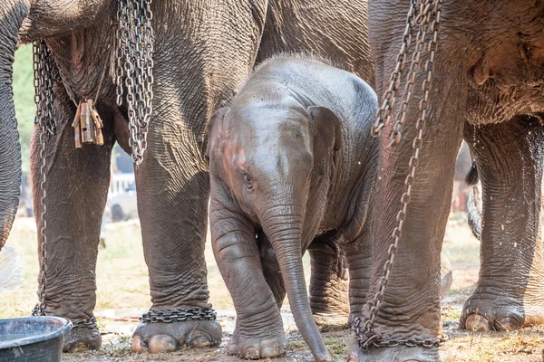 Elefante joven — Foto de Stock