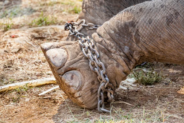 Bein eines Elefanten — Stockfoto