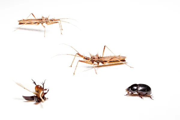 Escarabajo y un insecto — Foto de Stock