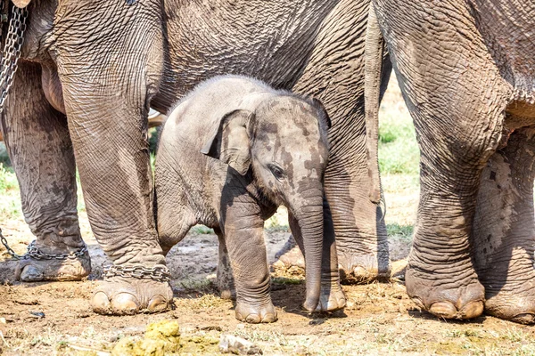 Молодой слон — стоковое фото