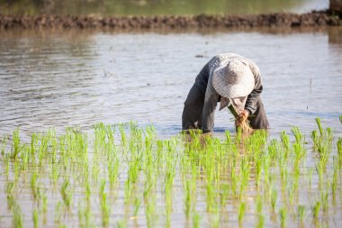 işçi bitki pirinç