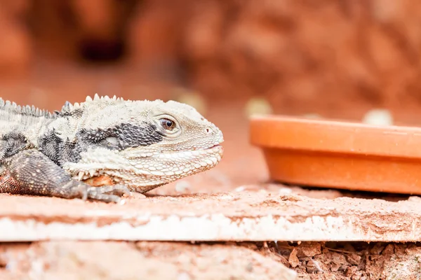 Lizard — Stock Photo, Image