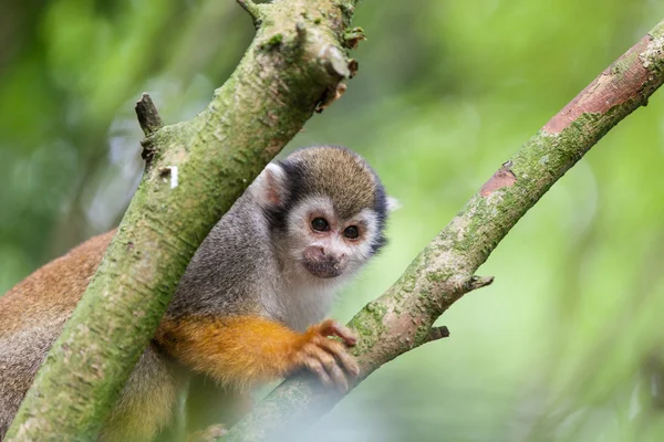 Squirrel monkey — Stock Photo, Image