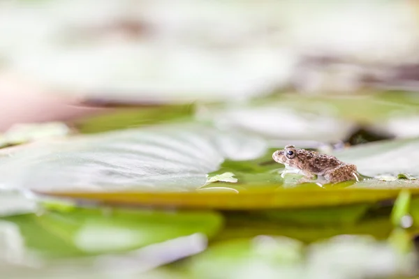 Groda i närbild — Stockfoto