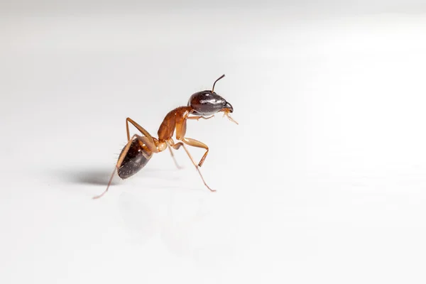 Hormiga sobre blanco — Foto de Stock