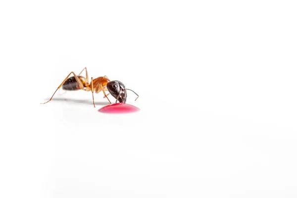 Ant on white — Stock Photo, Image