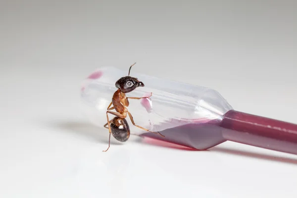 피 펫에 개미 — 스톡 사진