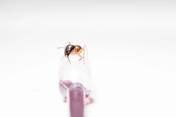 Ant op een pipet — Stockfoto