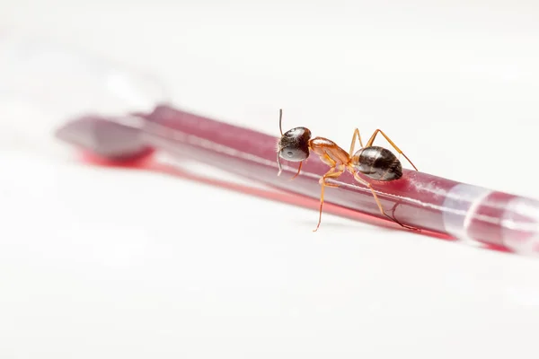 Hormiga en una pipeta — Foto de Stock