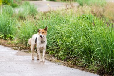 sokak köpeği