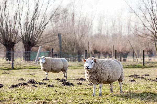 Ovejas en el campo —  Fotos de Stock