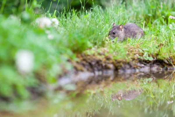 Dziki szczur — Zdjęcie stockowe