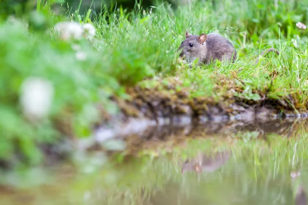 Rato selvagem — Fotografia de Stock