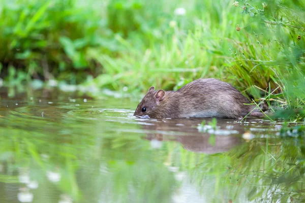 Rato selvagem — Fotografia de Stock