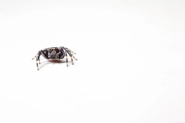 Jumping spider — Stock Photo, Image